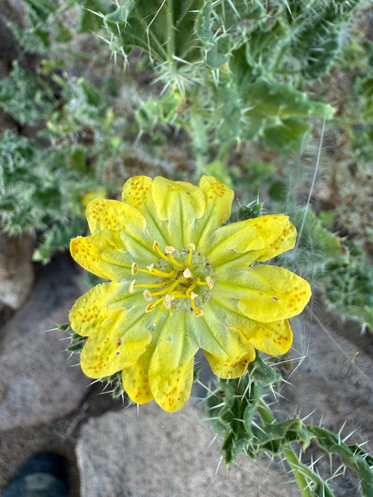 Codon schenckii photograph 2