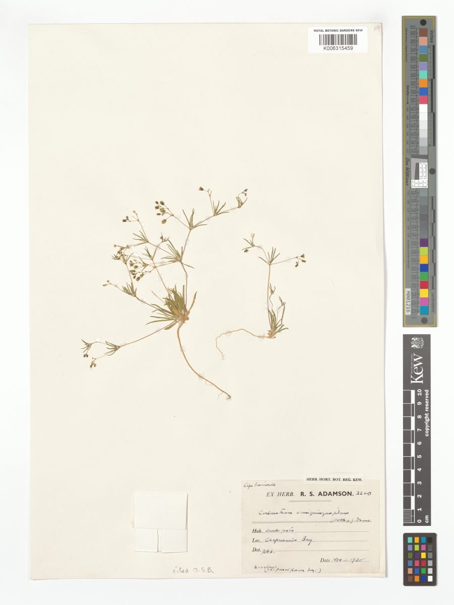 Coelanthum semiquinquefidum photograph 3
