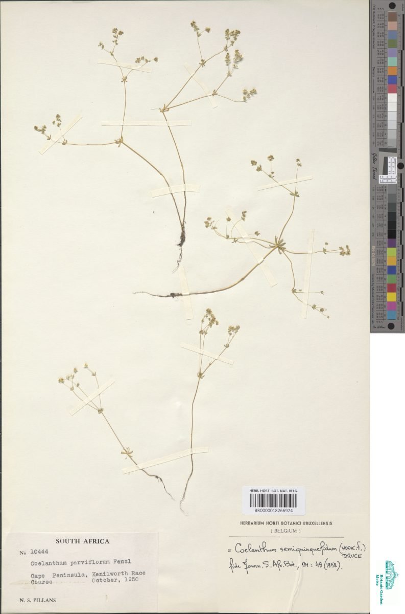 Coelanthum semiquinquefidum photograph 2