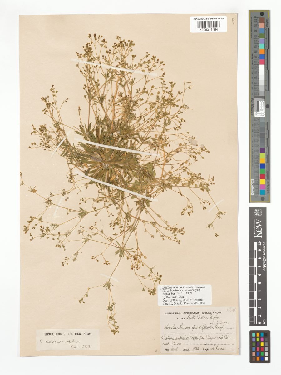 Coelanthum semiquinquefidum photograph 5