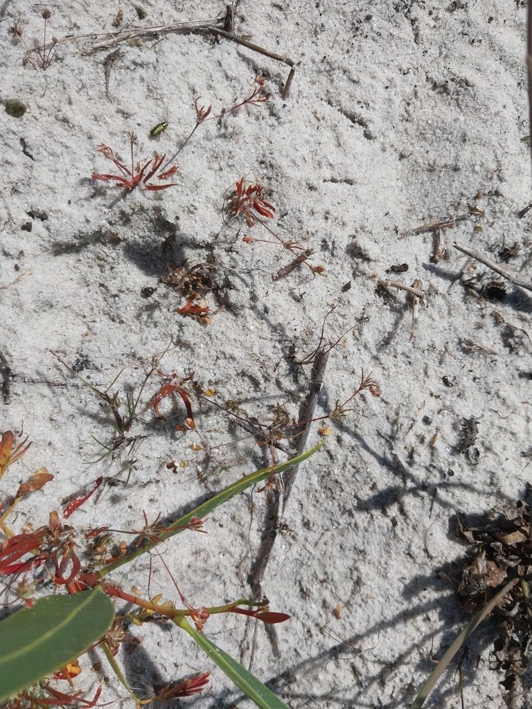 Coelanthum semiquinquefidum