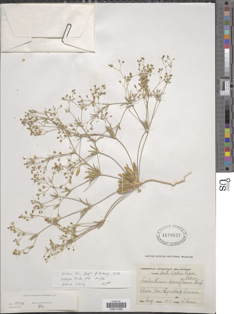 Coelanthum semiquinquefidum photograph 4