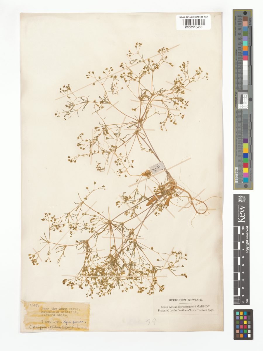 Coelanthum semiquinquefidum photograph 6