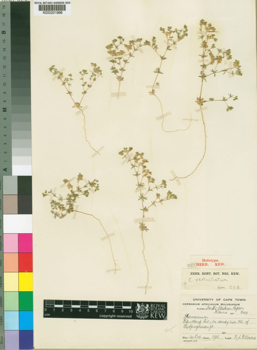 Coelanthum verticillatum
