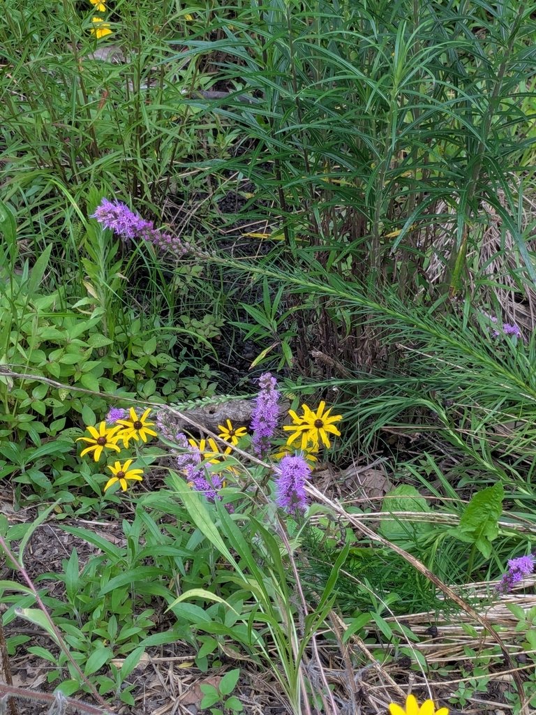 Liatris spicata photograph 6