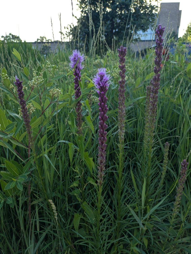 Liatris spicata photograph 5