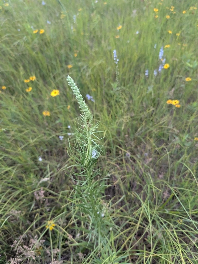 Liatris spicata photograph 3