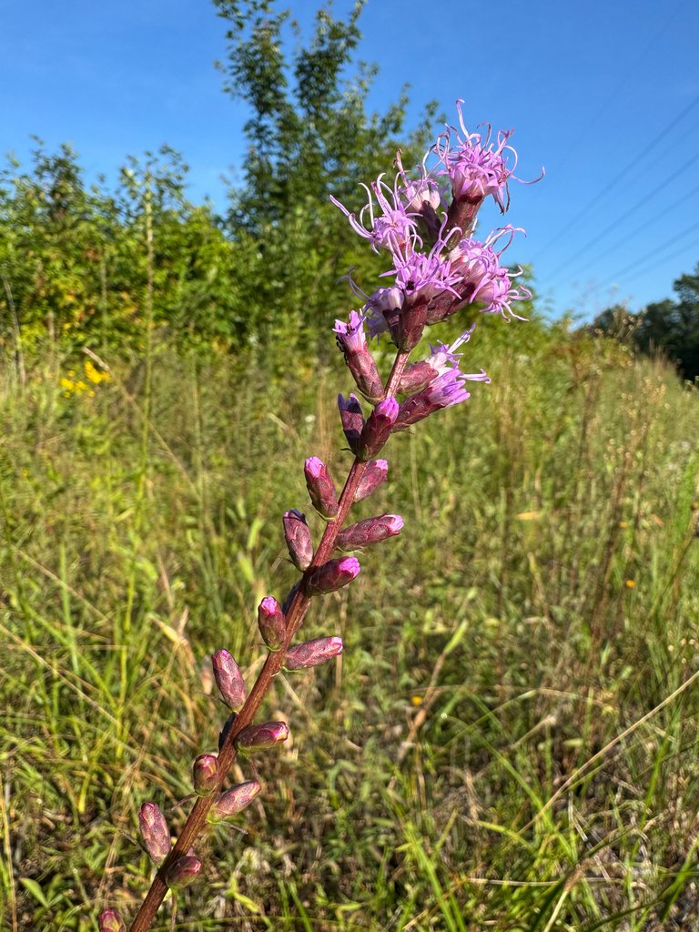 Liatris spicata photograph 4