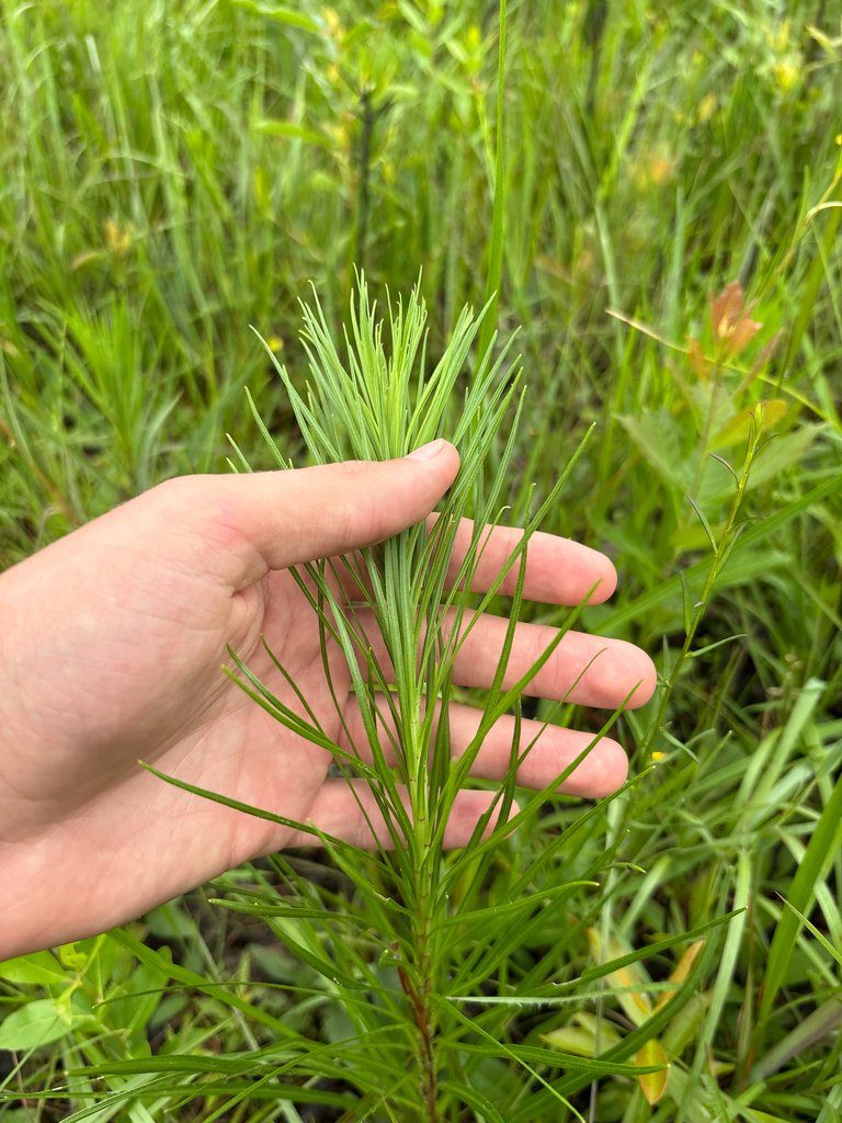 Liatris spicata