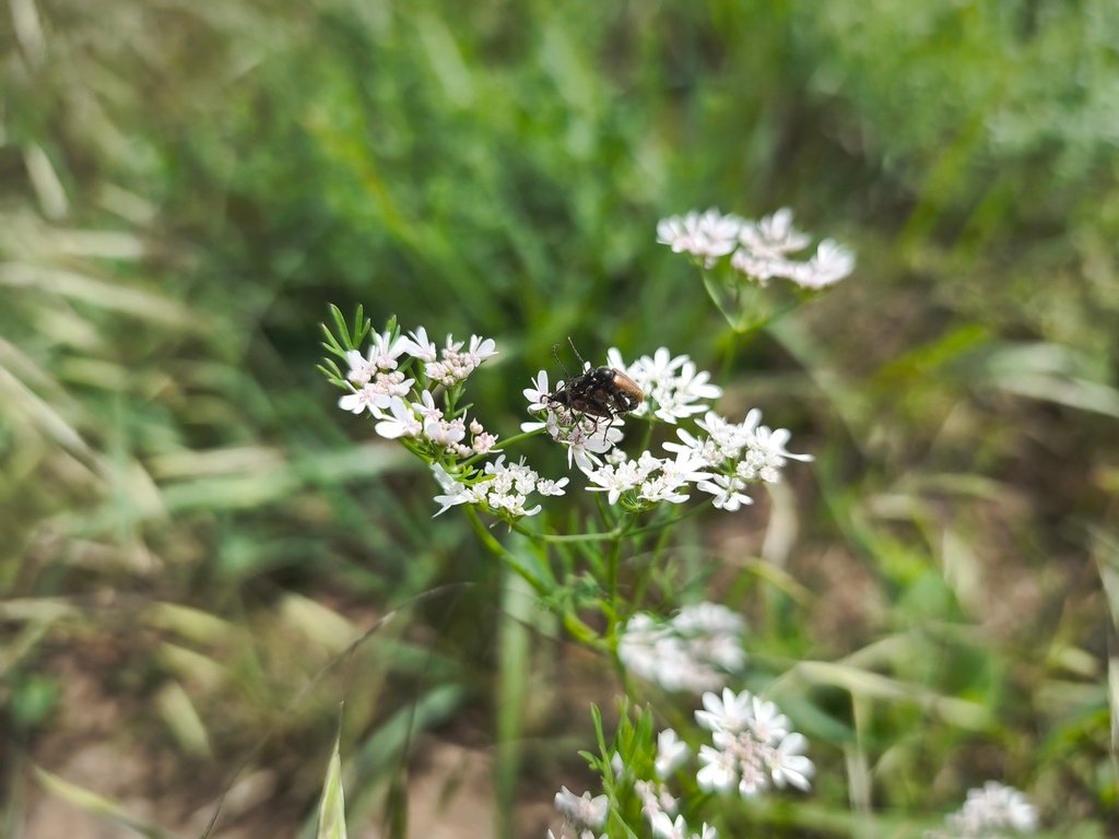 Coriandrum sativum photograph 3