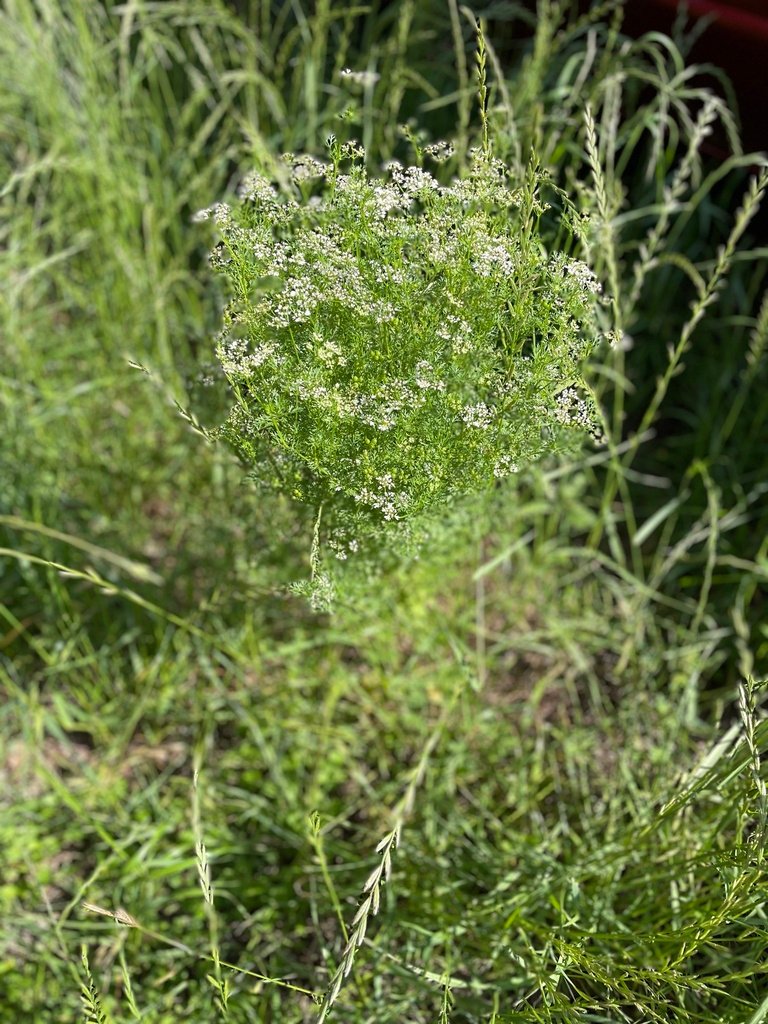 Coriandrum sativum