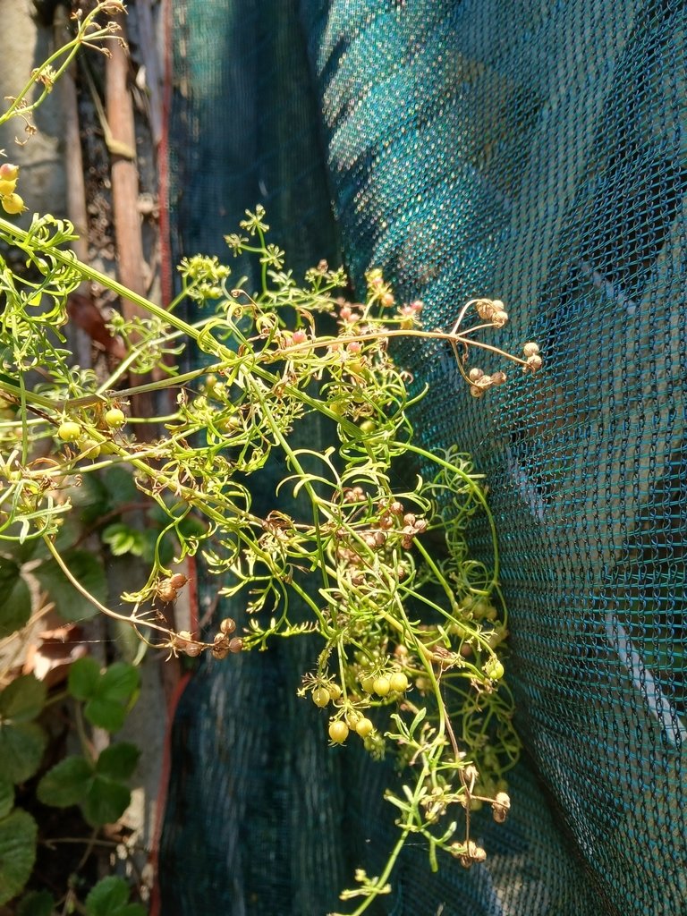 Coriandrum sativum photograph 6