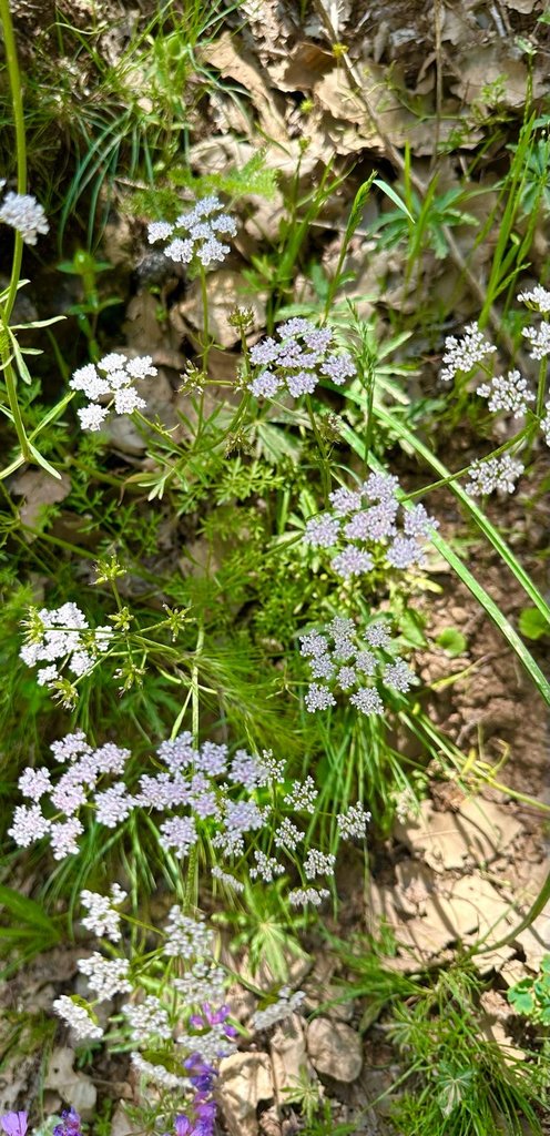 Coriandrum sativum photograph 2