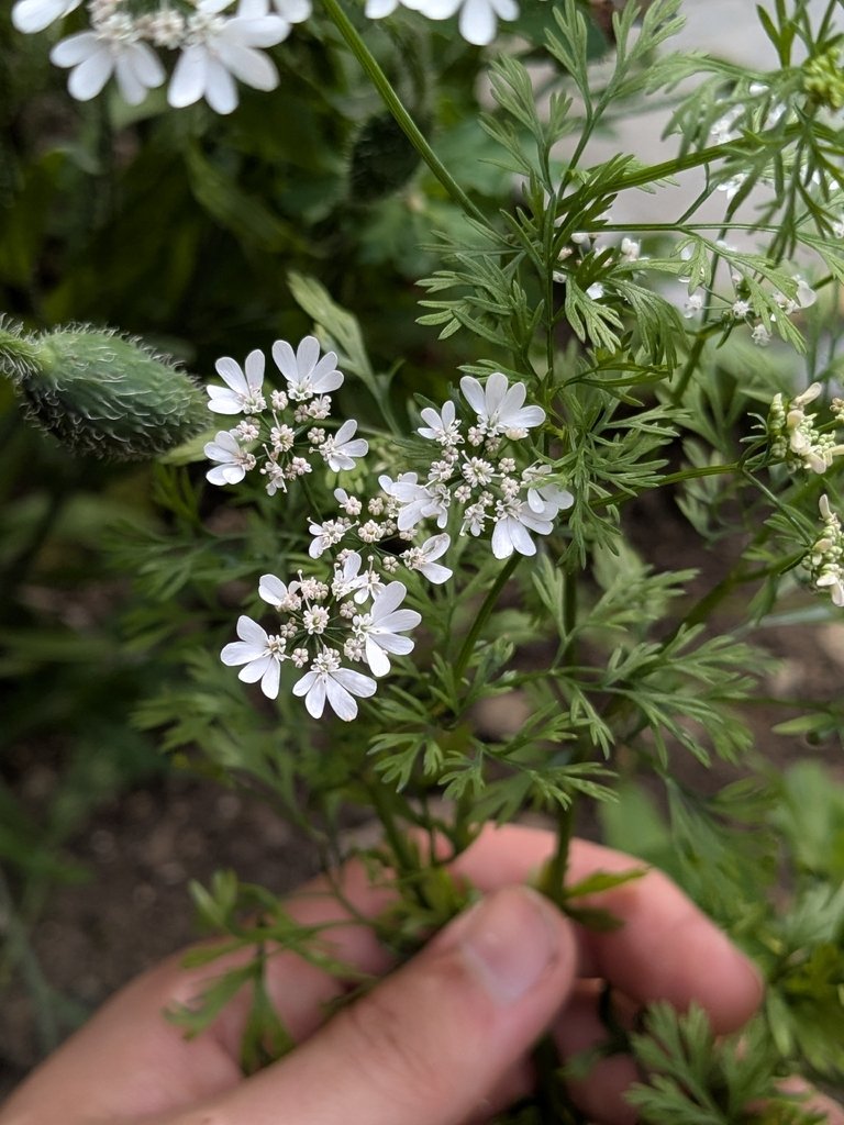 Coriandrum sativum photograph 4