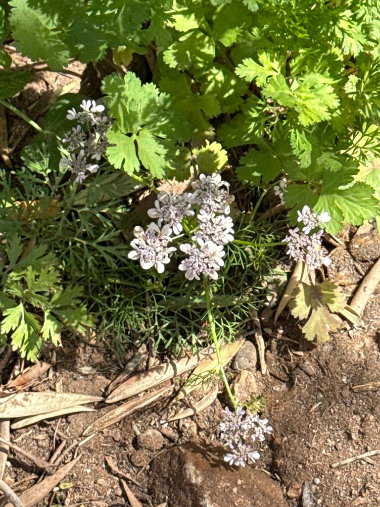 Coriandrum sativum photograph 5