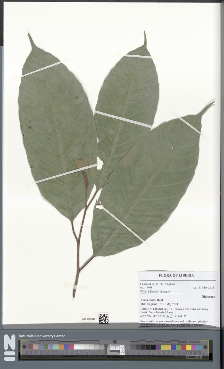Coula edulis
