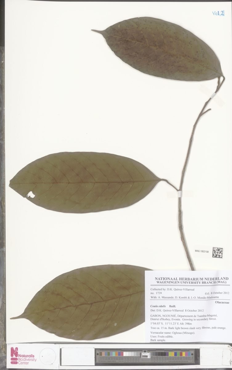 Coula edulis photograph 5
