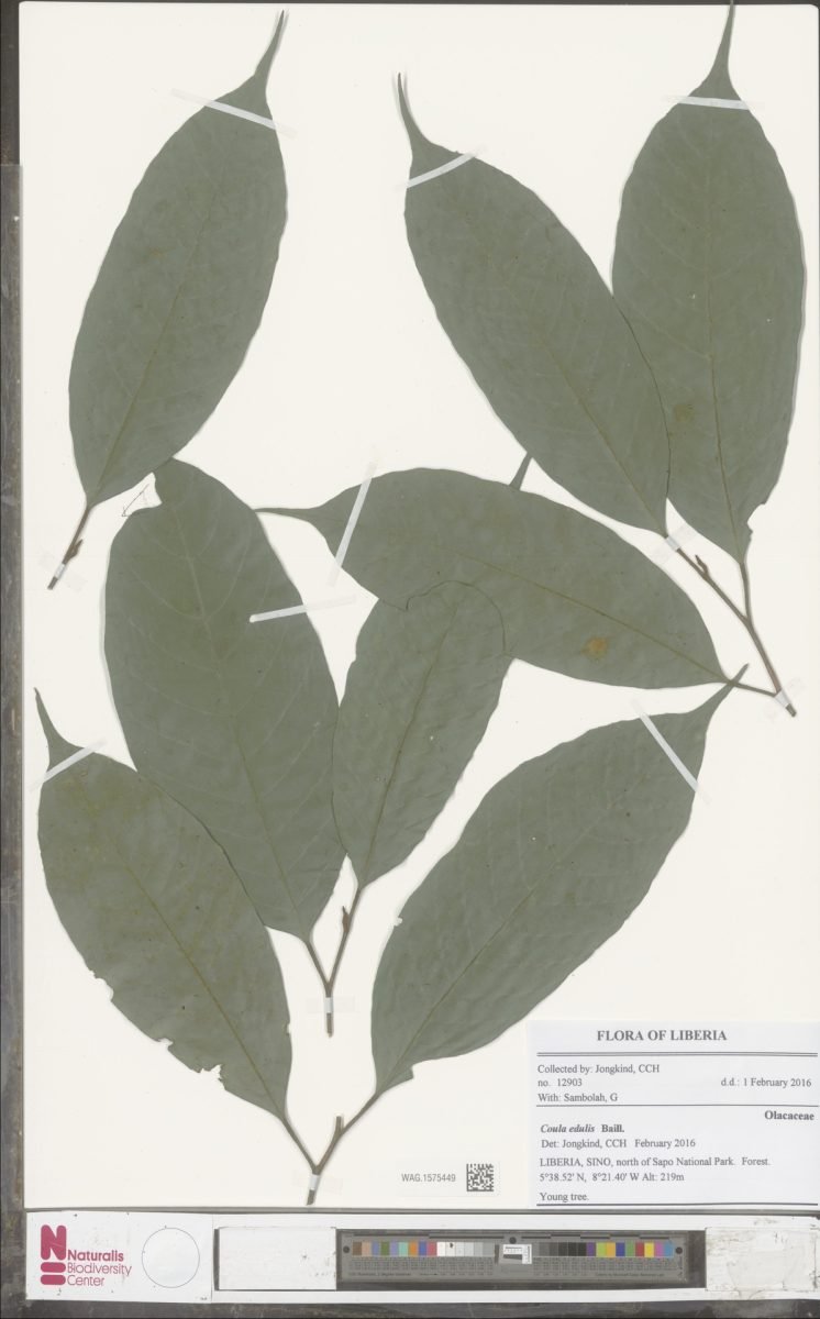 Coula edulis photograph 2