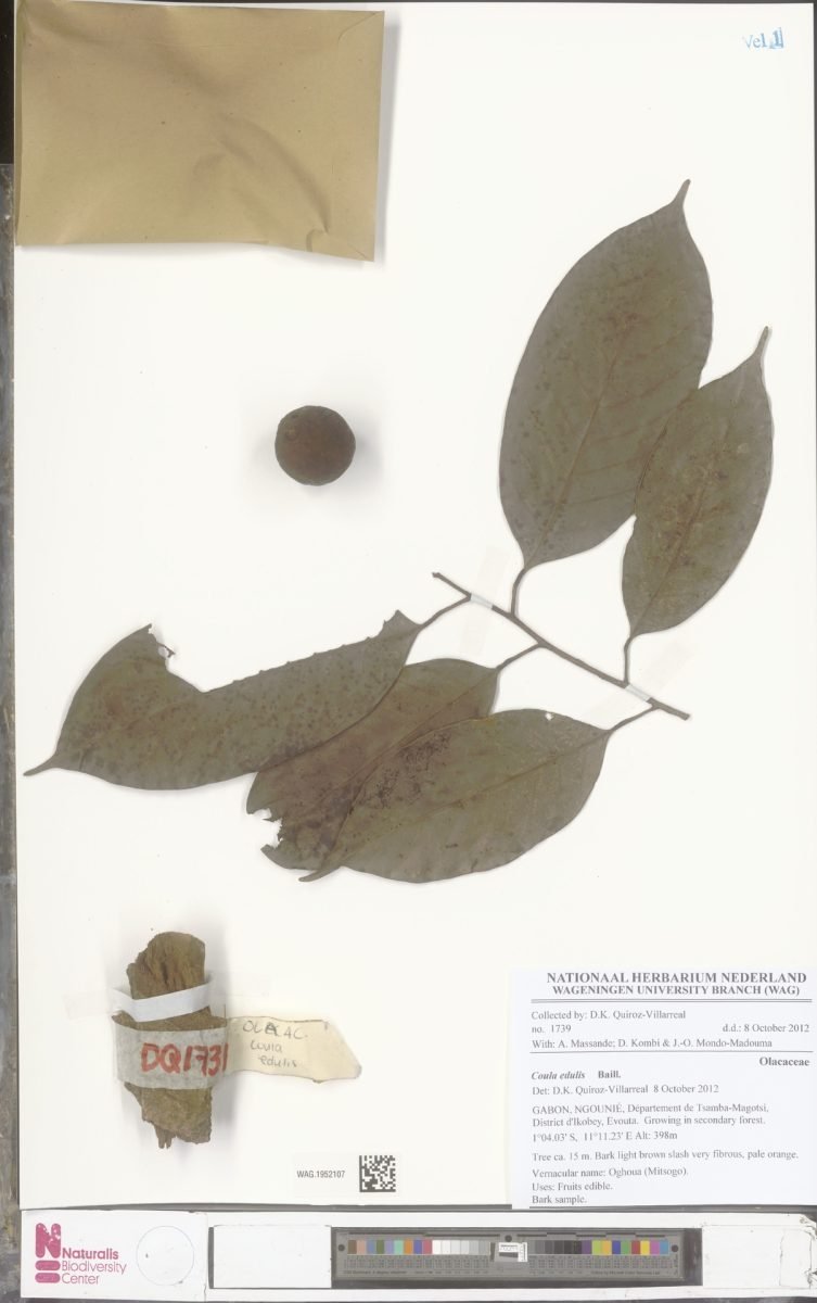 Coula edulis photograph 4