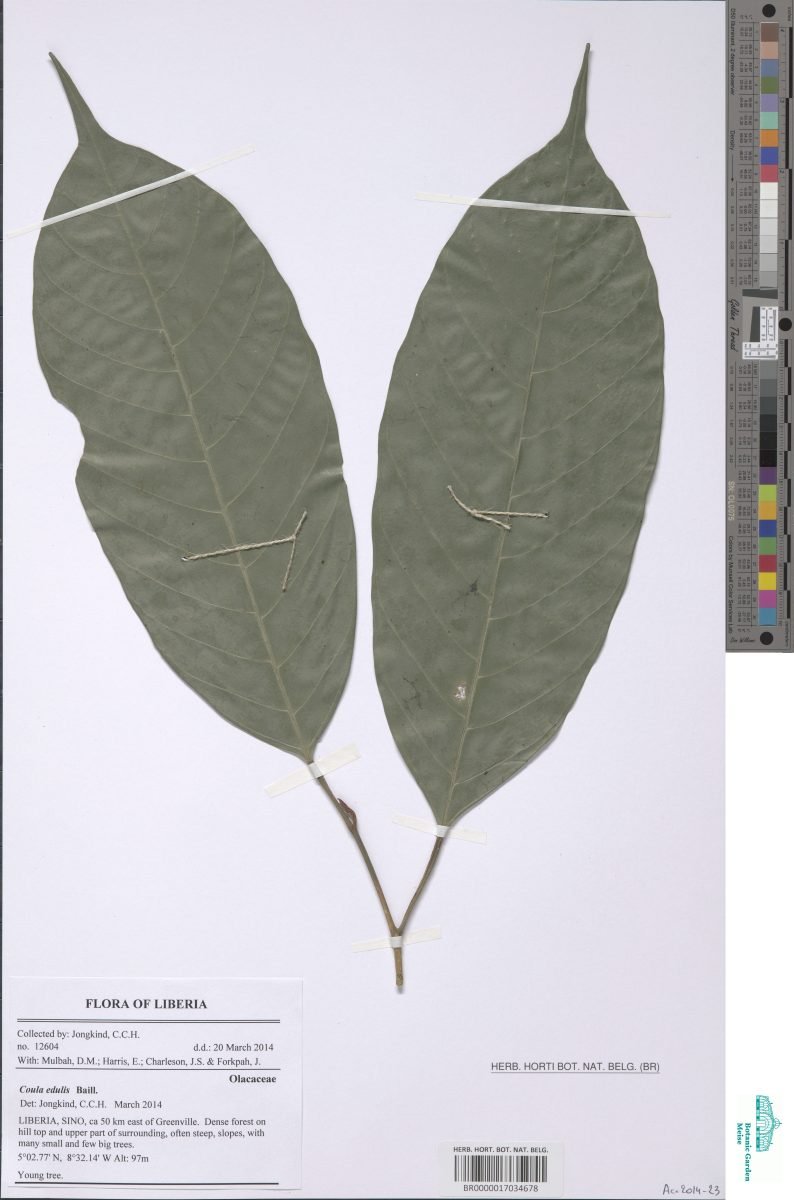 Coula edulis photograph 3