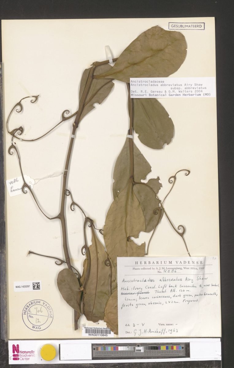 Ancistrocladus abbreviatus subsp. abbreviatus photograph 6