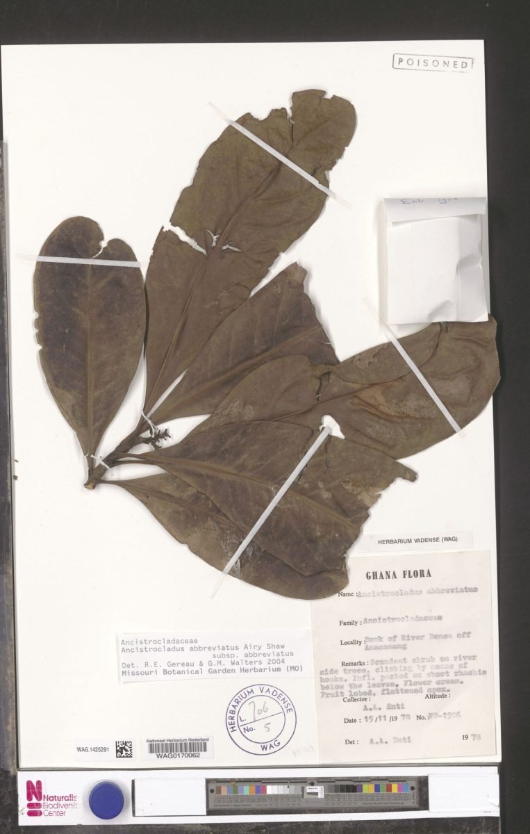 Ancistrocladus abbreviatus subsp. abbreviatus