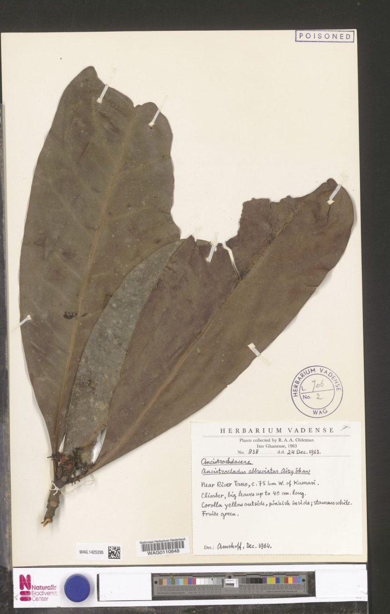 Ancistrocladus abbreviatus subsp. abbreviatus photograph 3