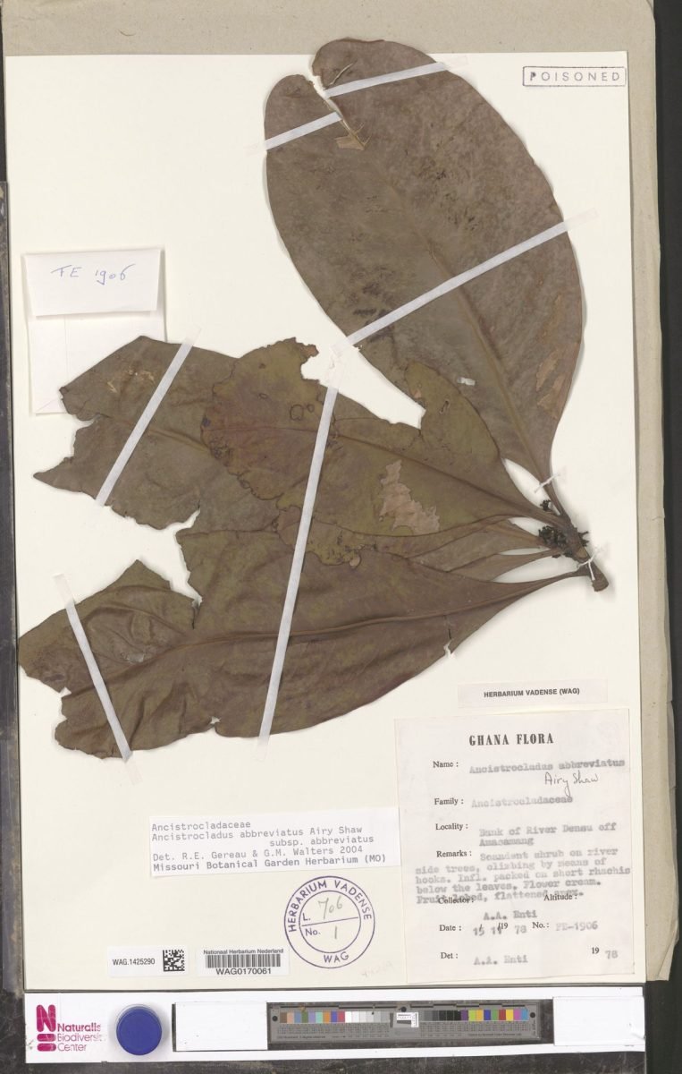 Ancistrocladus abbreviatus subsp. abbreviatus photograph 2