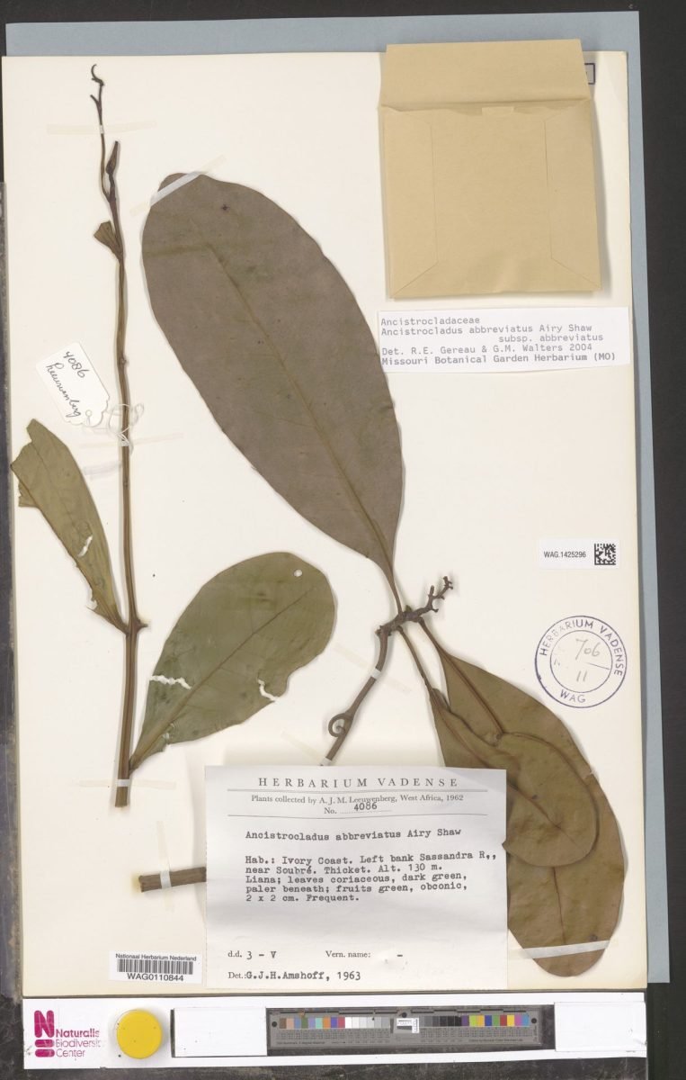 Ancistrocladus abbreviatus subsp. abbreviatus photograph 5