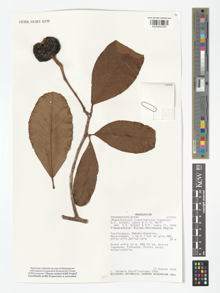 Rhopalocarpus crassinervius photograph 2