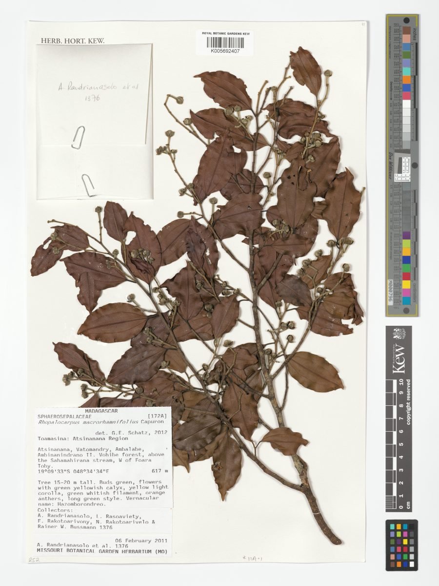 Rhopalocarpus macrorhamnifolius photograph 2