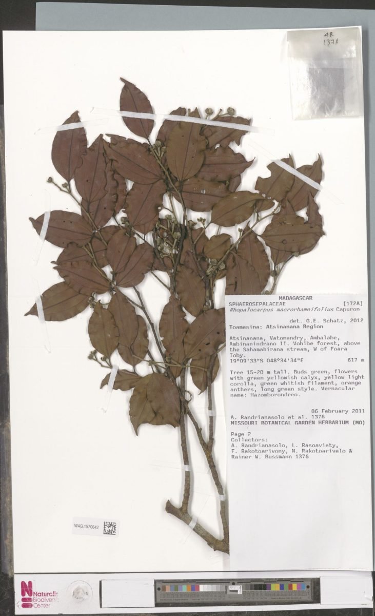 Rhopalocarpus macrorhamnifolius