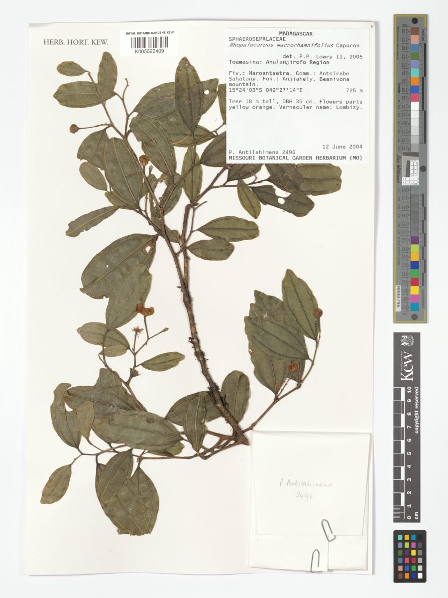 Rhopalocarpus macrorhamnifolius photograph 4