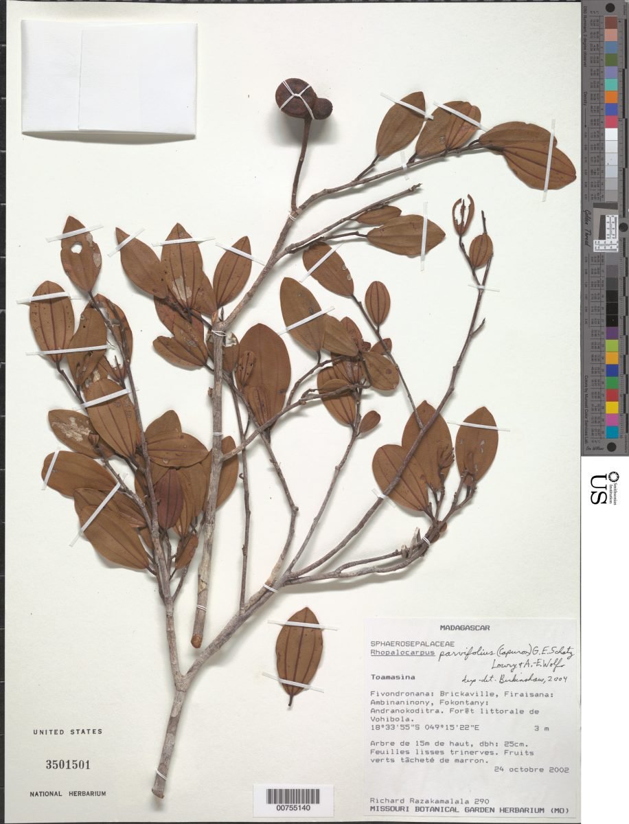 Rhopalocarpus parvifolius