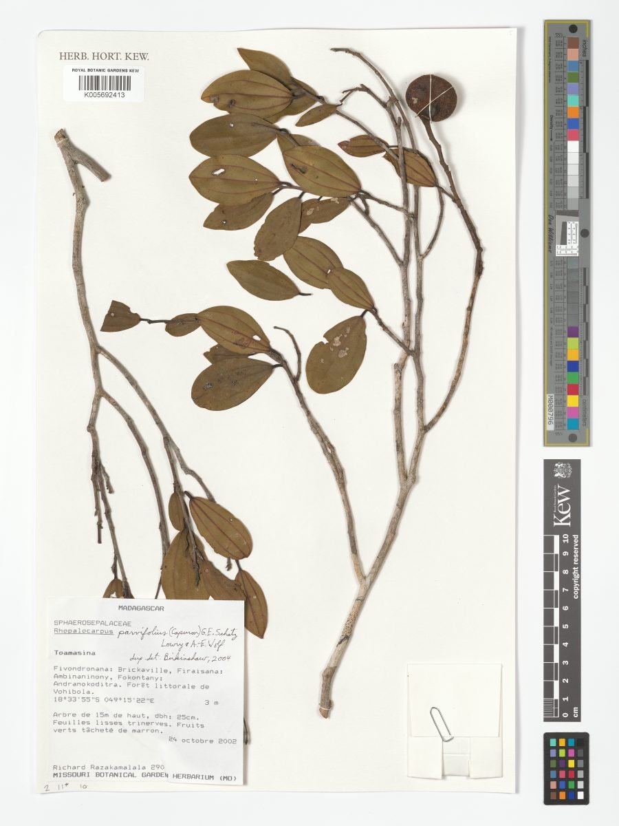 Rhopalocarpus parvifolius photograph 3