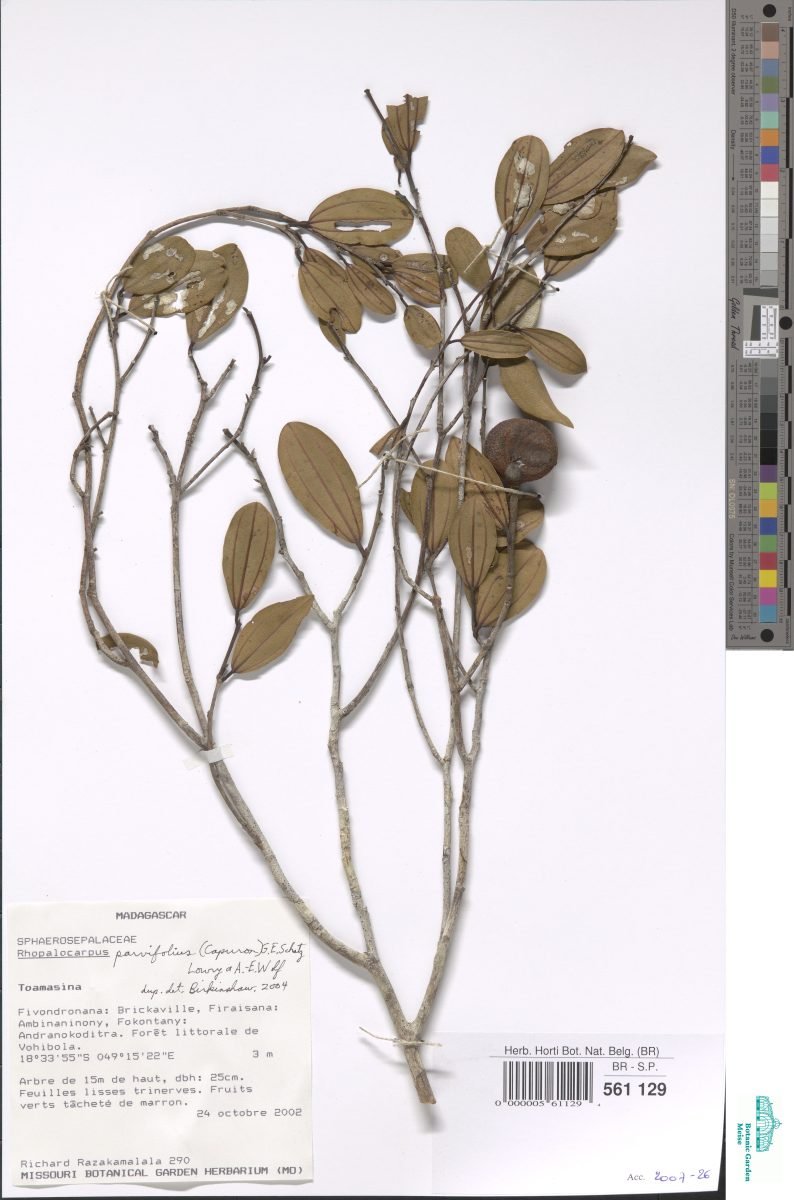 Rhopalocarpus parvifolius photograph 2