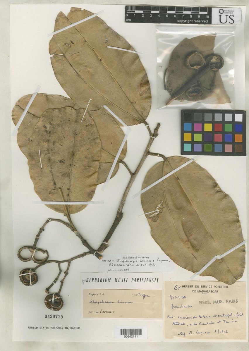 Rhopalocarpus binervius photograph 5
