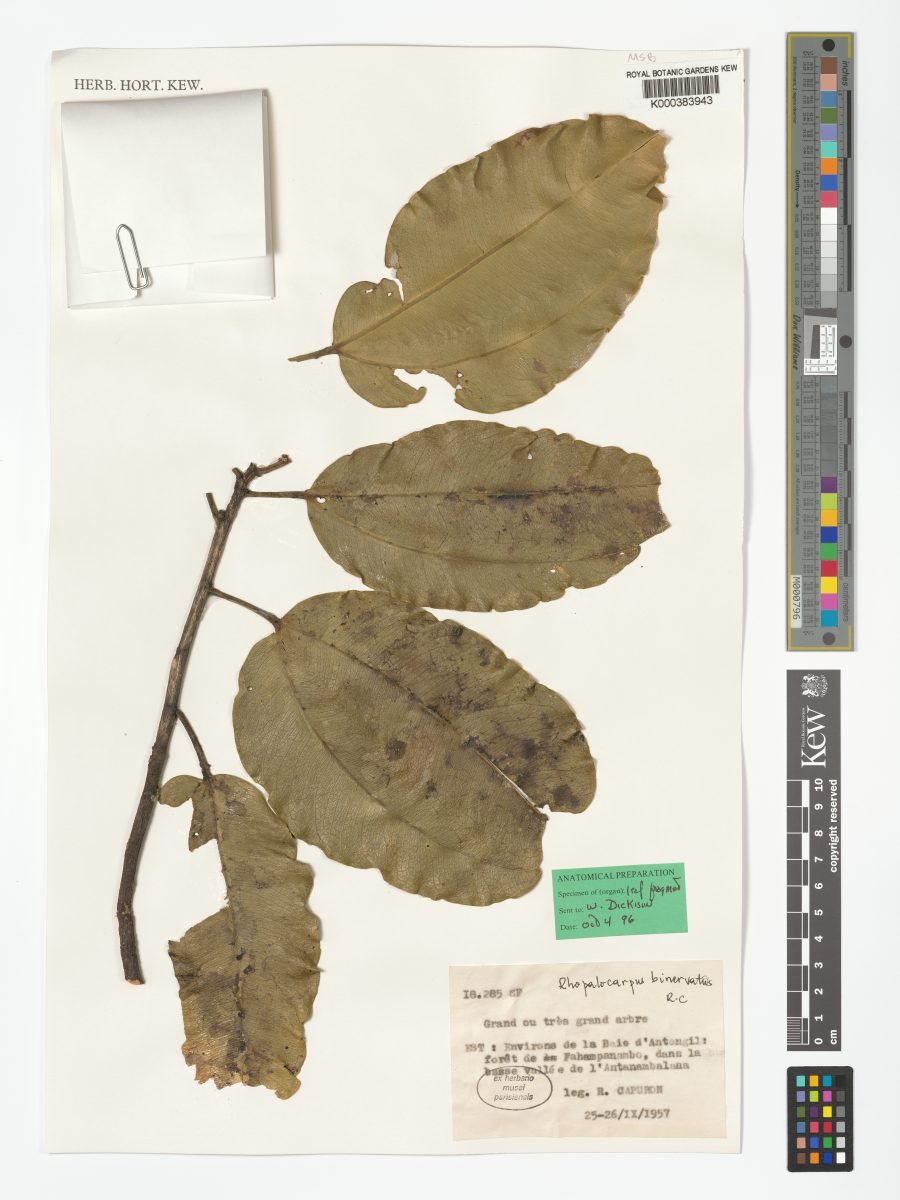 Rhopalocarpus binervius photograph 4