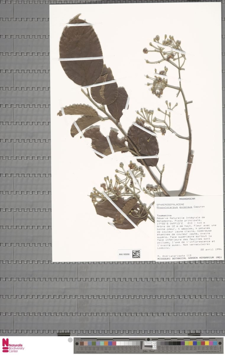 Rhopalocarpus excelsus photograph 6
