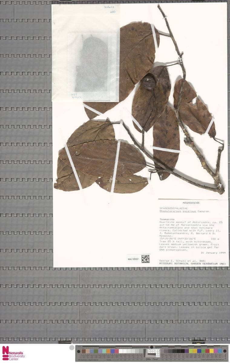 Rhopalocarpus excelsus photograph 4