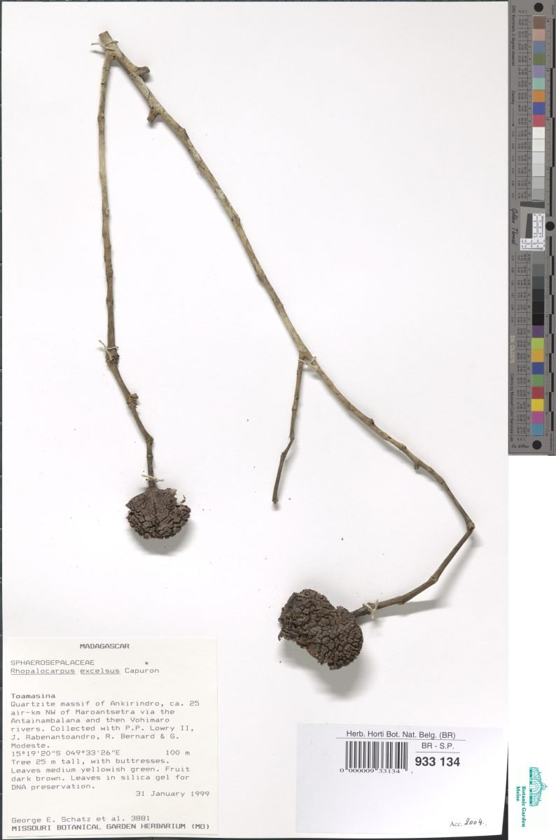 Rhopalocarpus excelsus photograph 3
