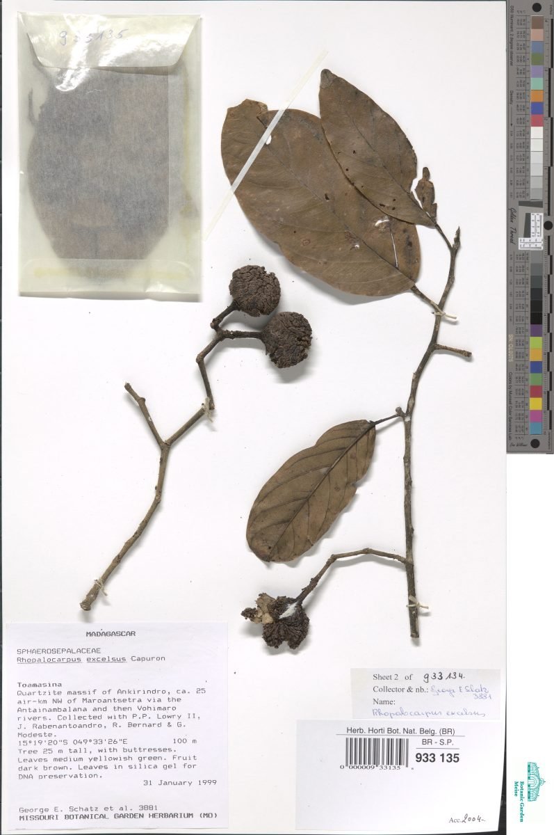 Rhopalocarpus excelsus photograph 2