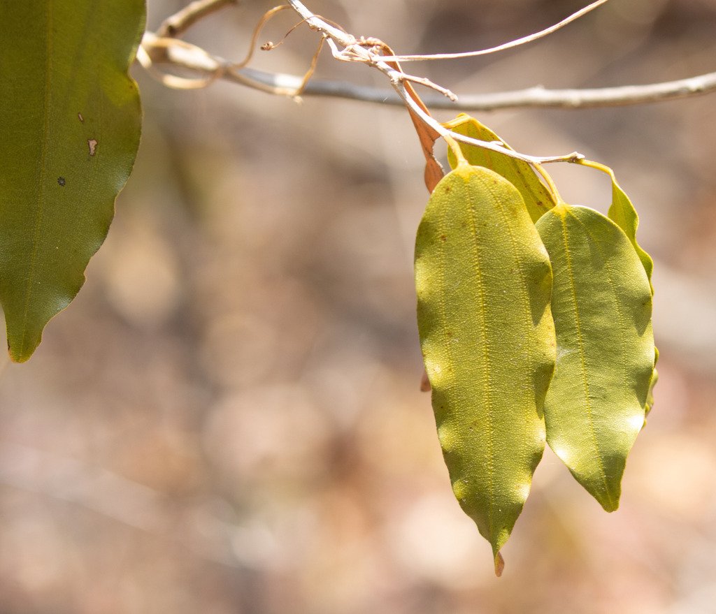 Rhopalocarpus louvelii