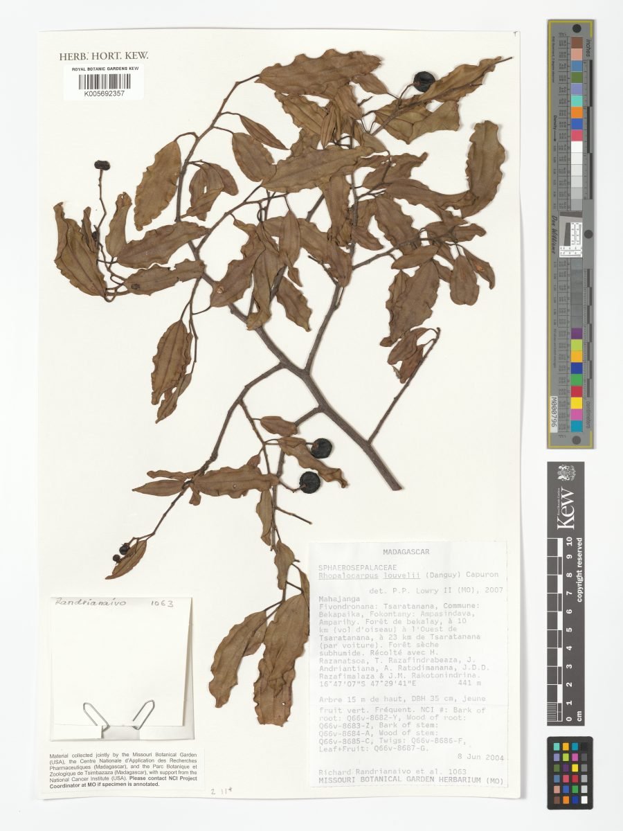 Rhopalocarpus louvelii photograph 2