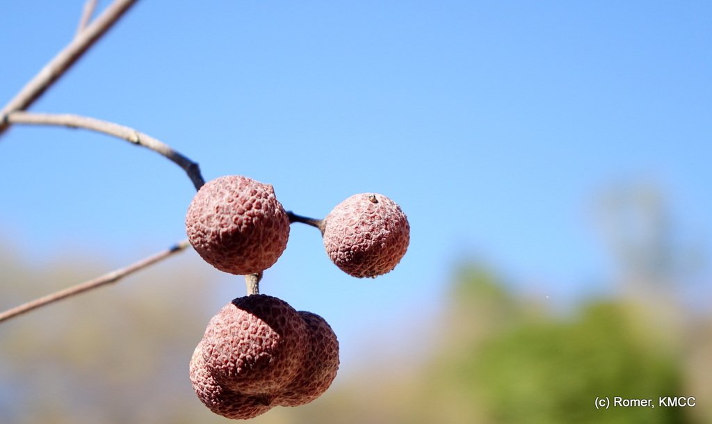 Rhopalocarpus similis photograph 4