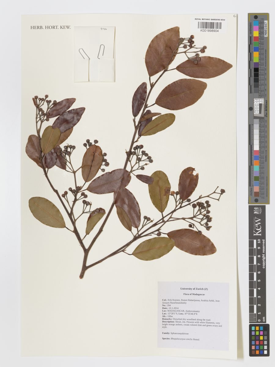 Rhopalocarpus similis photograph 5