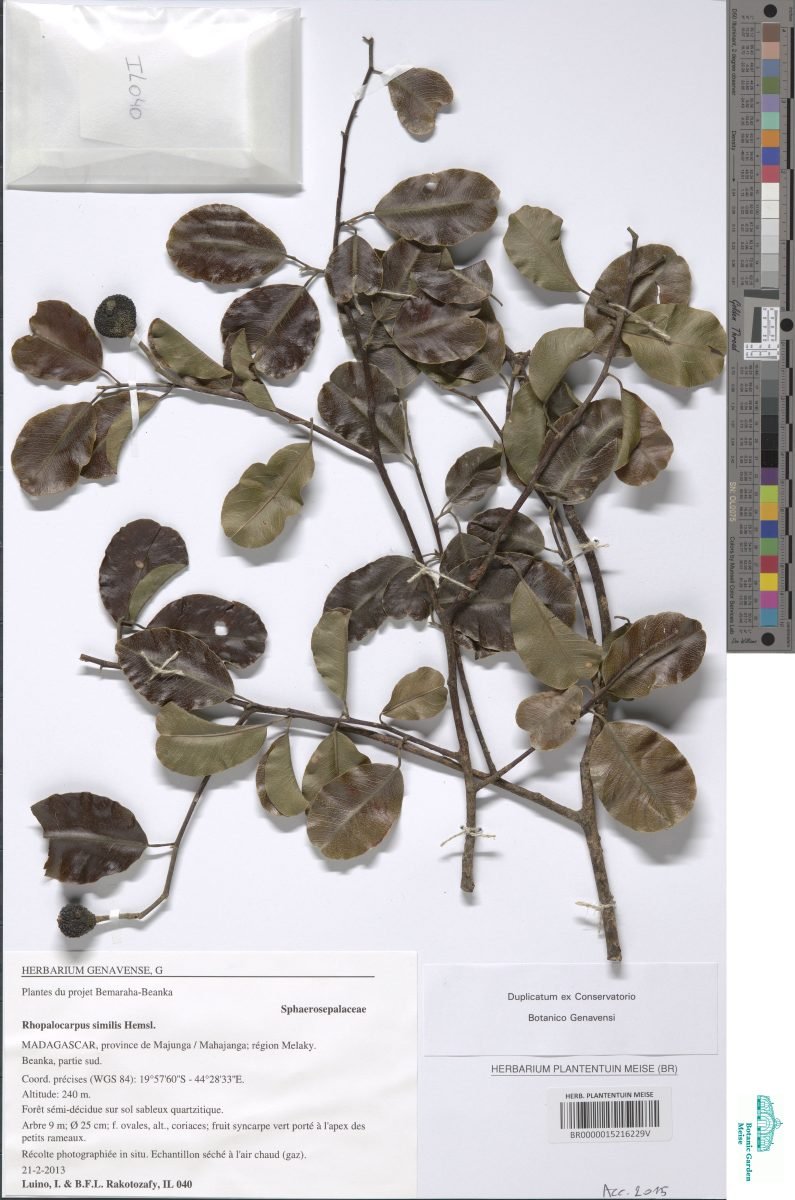 Rhopalocarpus similis photograph 6