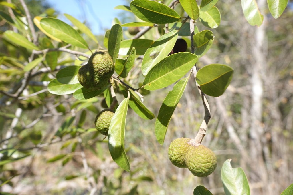 Rhopalocarpus similis photograph 3