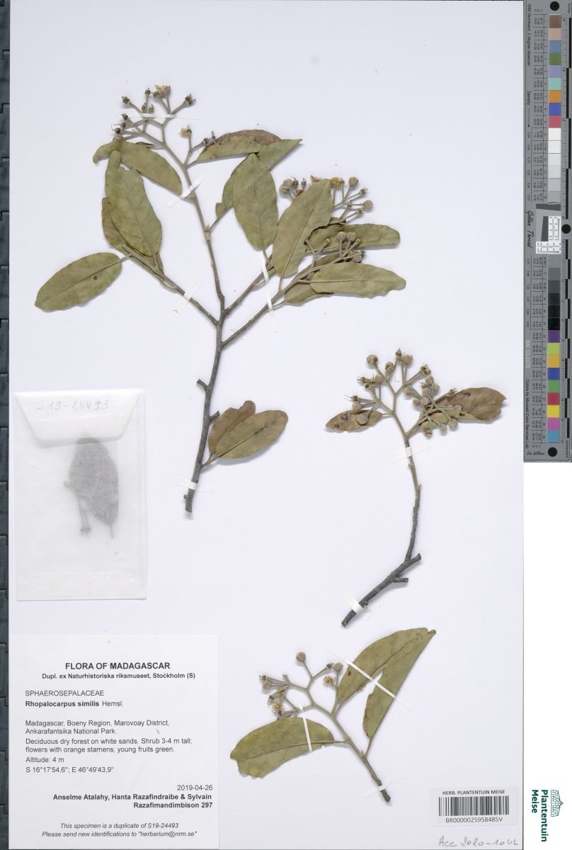 Rhopalocarpus similis photograph 2