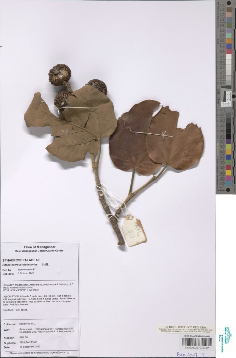 Rhopalocarpus triplinervius photograph 2